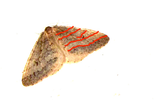 Operophtera brumata